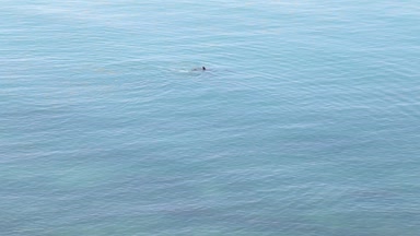 Grup yunus kara denizde yüzer. Yunuslar denizde.