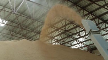 Pirinç çiftlik, tarım. Birleştirmek tahıl ambarına dökülen..