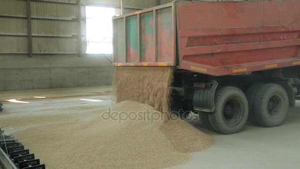 Grão é derramado no hangar . — Vídeo de Stock