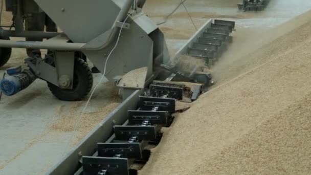 Combine pours grain into the warehouse. Rice farm, agriculture. — Stock Video