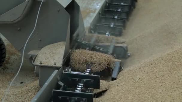 Комбінат виливає зерно . — стокове відео