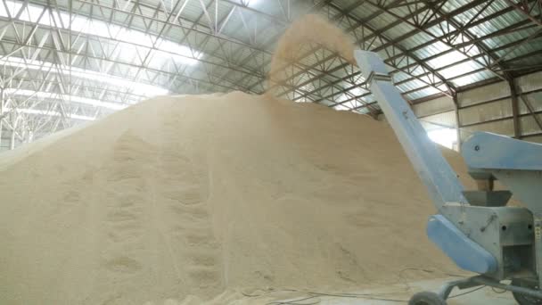 Combinar derrama grãos para o armazém. Fazenda de arroz, agricultura . — Vídeo de Stock