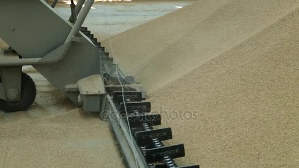 Rice farm, agriculture. The combine pours grain into the warehouse. — Stock Video