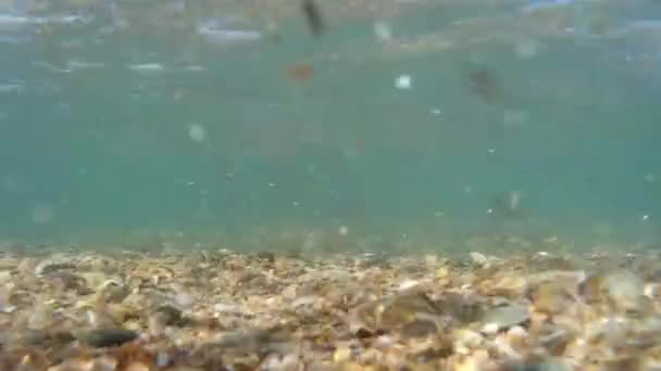 Fundo do mar e ondas. Câmera de ação de filmagem subaquática. Maré, surfe no mar, a costa do mar debaixo de água . — Vídeo de Stock