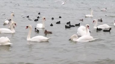 Kuğular, ördekler, martılar ve deniz kuşları su üzerinde yüzen.