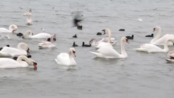 Cisnes, patos, gaivotas e aves marinhas estão flutuando na água . — Vídeo de Stock