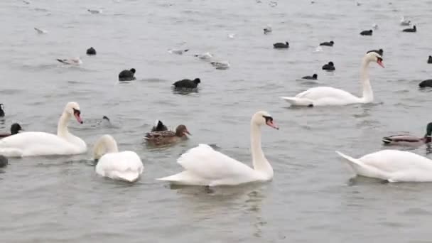 Bílé labutě, divoké kachny a racků plavání v mořské vodě v zimě. — Stock video