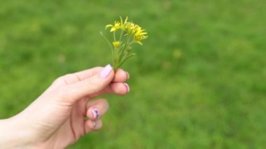Bir çiçek bir çim arka planda tutan el