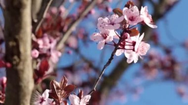 Güzel çiçek açması bahar ağacı. Bahar ve doğa.