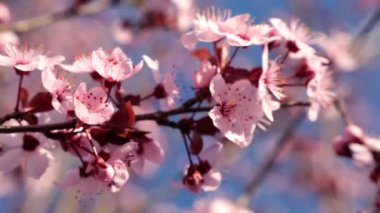 Bahar, ağaç kütükler, güzel pembe çiçekler.