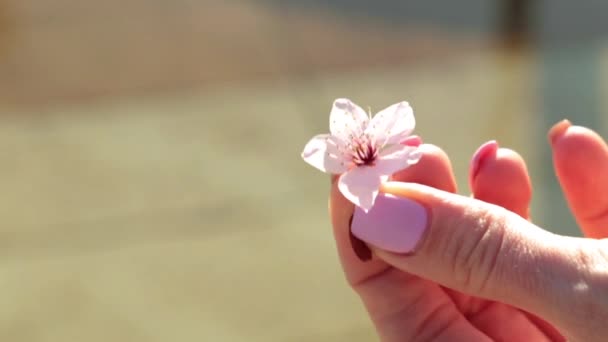 女性の手には、春の花が保持しています。春には、自然の優しさ. — ストック動画