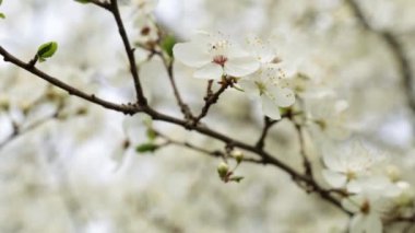 Bir güzel bahar çiçek açan ağaç.
