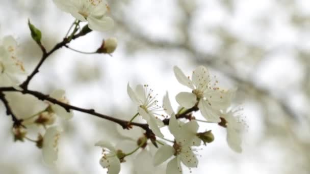 Primavera, il risveglio della natura. Un bellissimo albero in fiore primaverile . — Video Stock