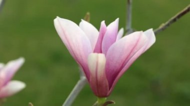 Pembe Manolya çiçek yakın çekim. Bahar, çiçekler, doğa.