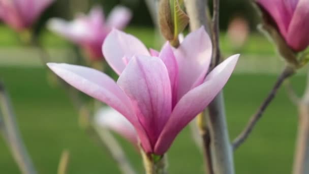 Άνοιξη, η φύση είναι ένα ανθισμένο δέντρο. Λουλούδι του μια μανόλια ροζ. — Αρχείο Βίντεο