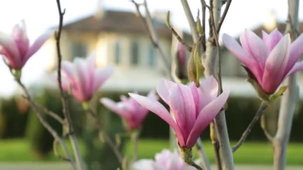Rosa magnolia blommor på bakgrund av huset. — Stockvideo