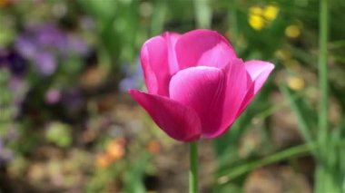 Güzel kırmızı lale, yakın çekim.