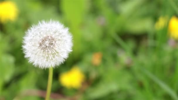 Paardebloem tegen de achtergrond van gras, close-up. — Stockvideo