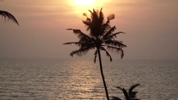 Pôr do sol sobre o mar, belo fundo. Palmeira, praia e mar . — Vídeo de Stock