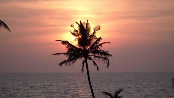 De lucht, de zee en de palm op de achtergrond van de avondzon. Prachtige tropische zonsondergang. — Stockvideo