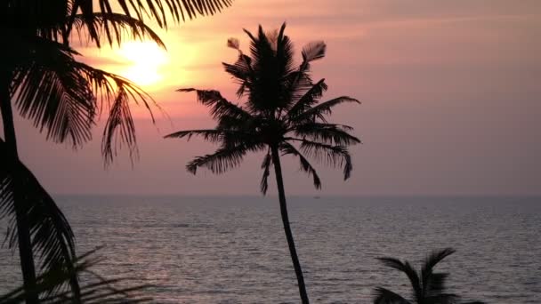 Západ slunce na moři, krásné pozadí. Kokosové stromy proti zapadajícímu slunci. — Stock video