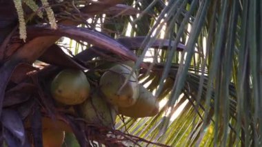 Güneş ışınlarının arka planına karşı bir palmiye ağacında hindistan cevizi, yakın plan..