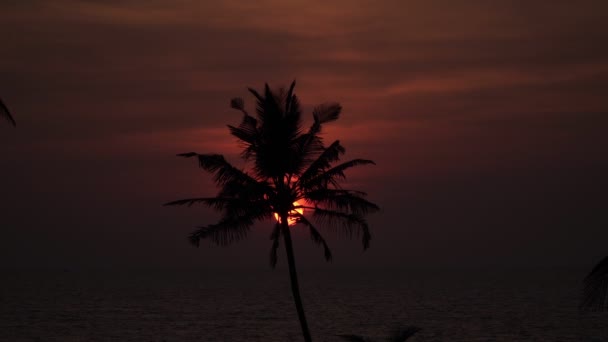 Prachtige zonsondergang boven de zee op de achtergrond van een palmboom silhouet. — Stockvideo