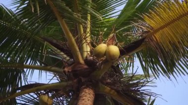 Hindistan cevizi ağacına yakın plan. Gökyüzüne karşı palmiye ağacı.