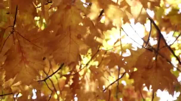 Goldener Herbst, gelbe Blätter auf den Ästen. — Stockvideo