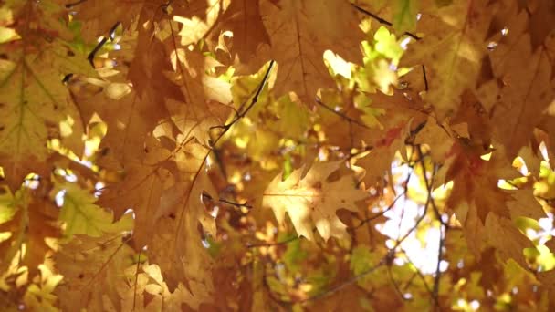 Gelbe Blätter wiegen sich auf Ästen, goldener Herbst — Stockvideo