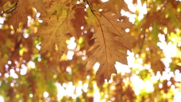 Hojas amarillas de otoño y rayos de sol, de cerca. Otoño dorado — Vídeo de stock