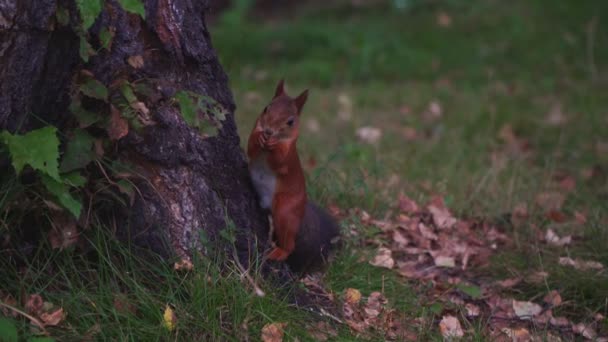 Rode eekhoorn knabbelt noot in het bos op het gras in de buurt van de boom — Stockvideo