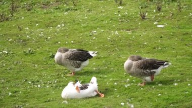 Kazlar kanat altında başları ve gagalarıyla uyurlar. Yeşil çimenlikteki kazlar