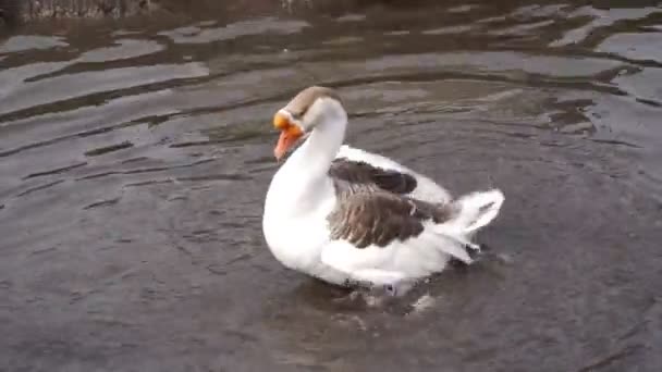 A beautiful goose splashes in the water. Goose bird washes in the lake, cleans feathers. — Stock Video