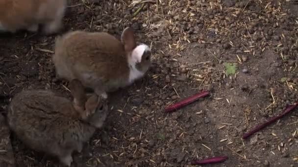 Coelhos comem grama e plantas, coelhos de fazenda — Vídeo de Stock