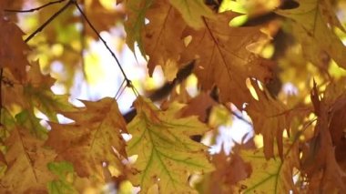 Yaprak dökümü, güzel sonbahar arkaplanı. Ağaç dallarında sarı yapraklar