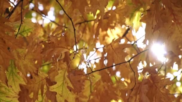 Ağaçlarda ve güneş ışınlarında sarı yapraklar. Güzel sonbahar arkaplanı — Stok video