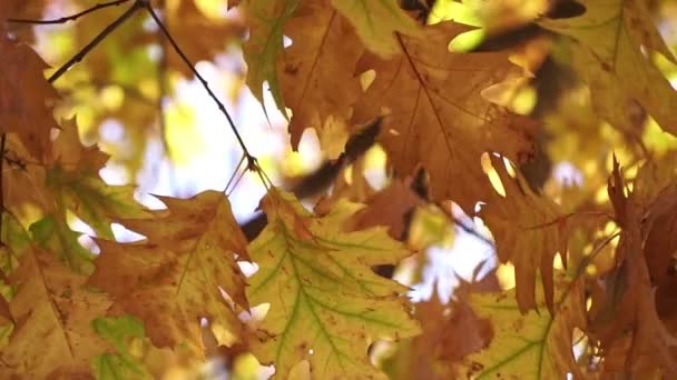 Leaf fall, beautiful autumn background. Yellow foliage on the tree branches — Stock Video