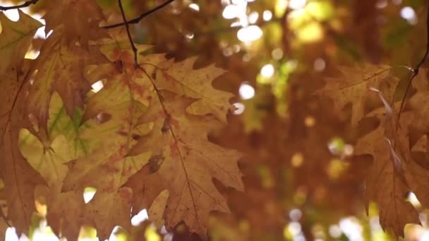 Gele bladeren op de takken van de boom. Bladval, mooie herfst achtergrond — Stockvideo