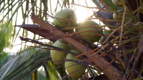 Palmera tropical con cocos verdes sobre un fondo de rayos del sol. Fondo tropical, cocotero — Vídeos de Stock