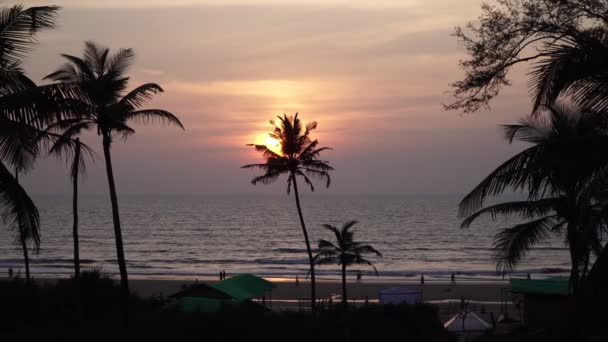 Meeresstrand, Sonnenuntergang und Palmensilhouetten. Schöne tropische Abend Hintergrund — Stockvideo