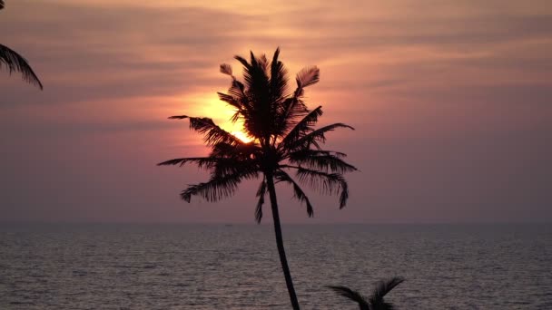 Estét, naplementét a tenger felett. Pálmafák sziluettje a nap hátterében. Gyönyörű tengeri háttér és vörös ég — Stock videók