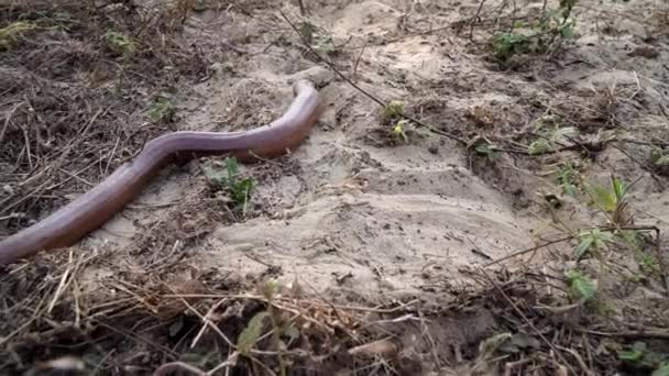 Питонская змея ползает по земле — стоковое видео