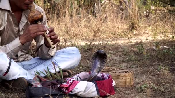 Encantador de serpientes con cobra en la calle. Hombre hindú tocando la flauta antes de la cobra — Vídeos de Stock