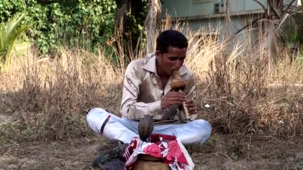 Erkek bir Hintli yılan oynatıcısı kobranın önünde flüt çalar. — Stok video