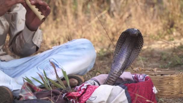 Gran cobra y encantador de serpientes. Un hombre toca la flauta delante de una serpiente cobra — Vídeos de Stock