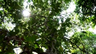 Baharat tarlasında büyük bir tarçın ağacı. Doğal ortamında tarçın ağacı