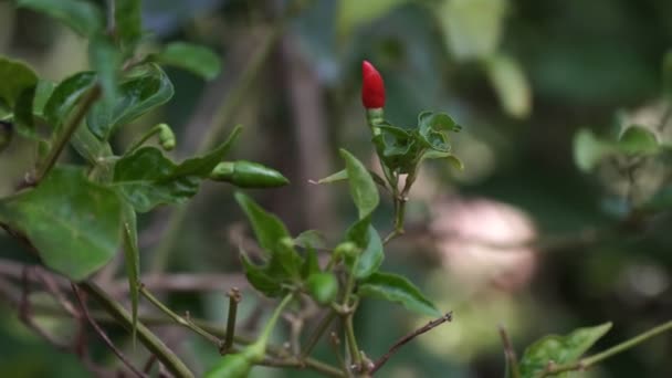 El pimiento rojo crece en un arbusto. Chiles picantes en un árbol — Vídeos de Stock