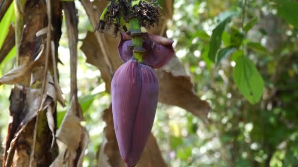 Bananpalm, grönt gäng närbilder. Gröna bananer växer på ett palmträd — Stockvideo