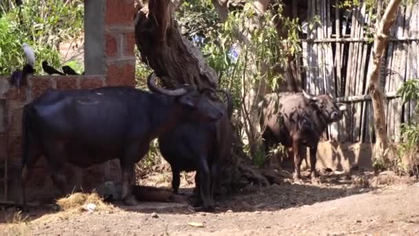 Büffel auf der Farm. Bullen und Büffel in einem Indianerdorf — Stockvideo